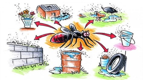 dengue fever, symptoms, causes and its treatments